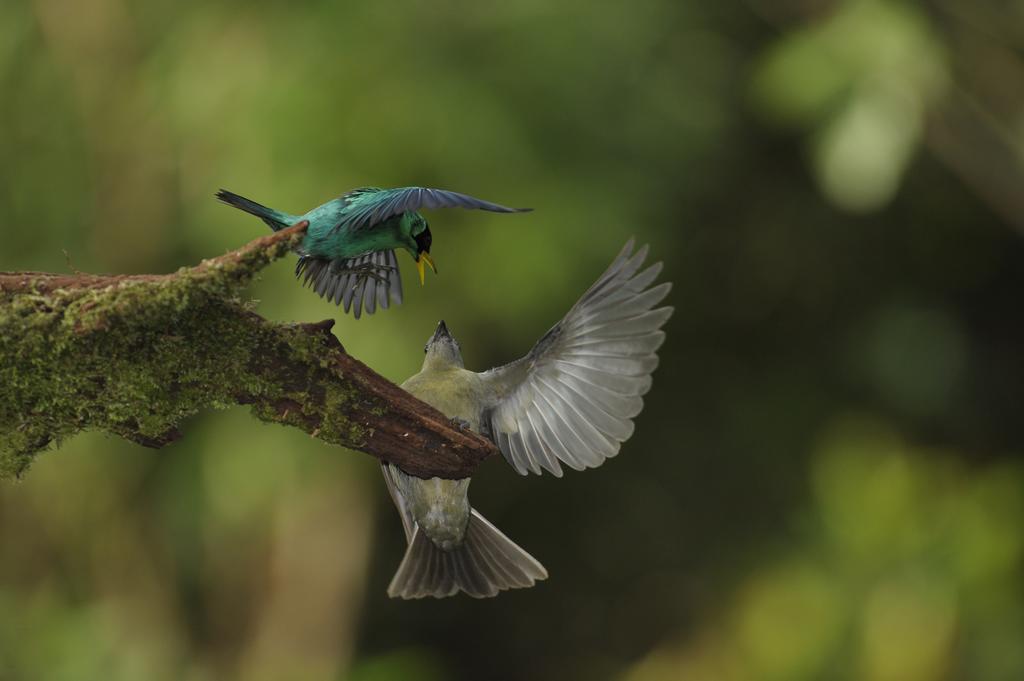 La Laguna Del Lagarto Eco-Lodge Pital  Zewnętrze zdjęcie