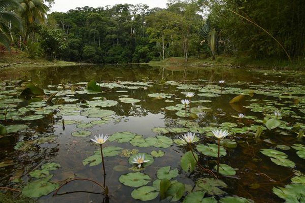 La Laguna Del Lagarto Eco-Lodge Pital  Zewnętrze zdjęcie